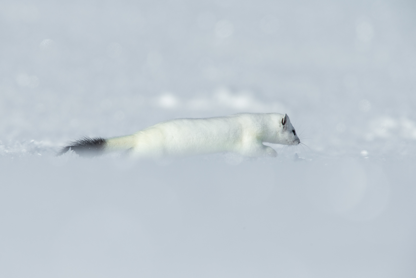 White Ermine 9